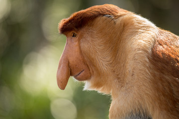 Naklejka premium Portrait of fabulous long-nosed monkey