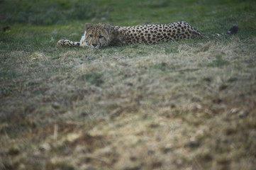 Lazy Cheetah