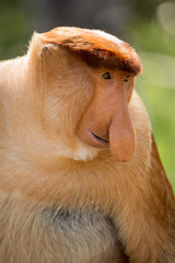 Fototapeta premium Portrait of fabulous long-nosed monkey