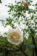 Beautiful White Rose in the garden with blur background 