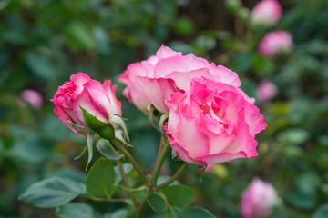 Obraz premium Pink Rose (Strawberry ice) in the garden with blur green background