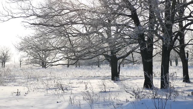 trees in snow winter field snowing nature landscape sunlight