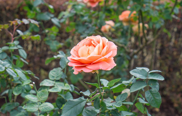 Beautiful orange Rose (Brass Band) in the garden with blur green background