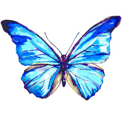 color butterflies,isolated on a white