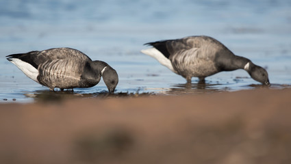 Brent Goose, Branta bernicla