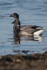 Brent Goose, Branta bernicla