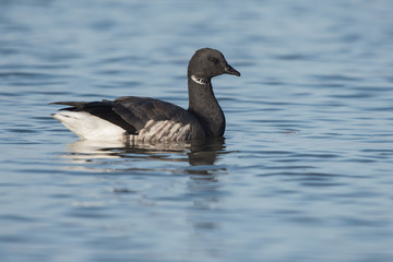 Brent Goose, Branta bernicla