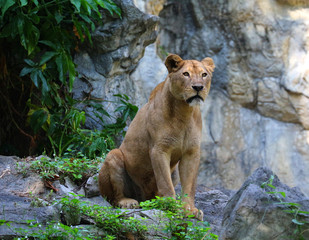 Plakat female lion in zoo thailand