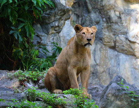 Female Lion In Zoo Thailand