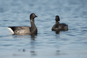 Brent Goose, Branta bernicla