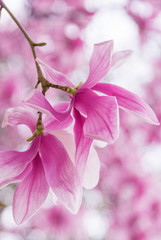 Pink Magnolia flowers in spring time vertical image