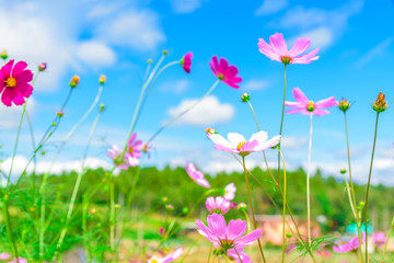 Field Of Pink Cosmos Flowers And Blue Sky.