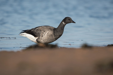 Brent Goose, Branta bernicla