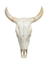Obraz premium Head cow skull on white