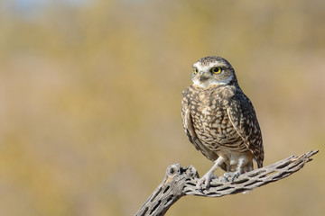Burrowing Owl