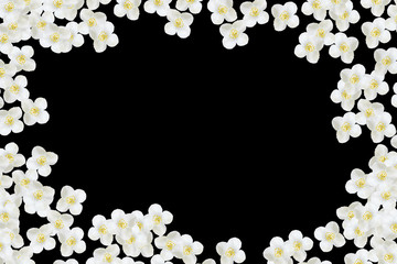 branch of jasmine flowers isolated on black background