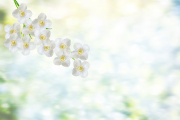 Obraz na płótnie Canvas White jasmine The branch delicate spring flowers