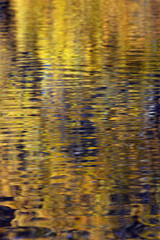 Winter reflections in the lake Holkham Park Norfolk