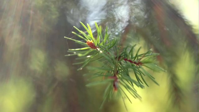 Pine branch in bright summer day in extreme close up