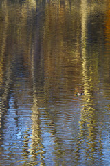 Fototapeta na wymiar Mallard in lake with autumn reflections of trees