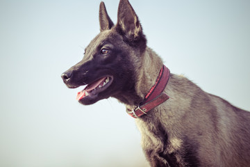 Happy pet dogs playing on Grass in a park.