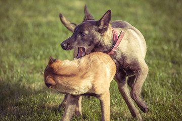 Happy pet dogs playing on Grass in a park.