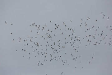 Flock of birds