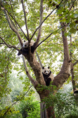 Pandas 