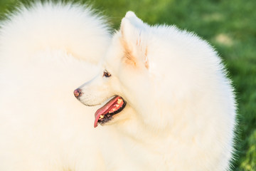 Fototapeta premium Happy pet dogs playing on Grass in a park.