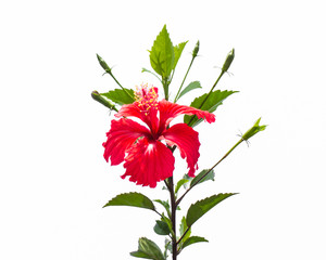 Red Hibiscus flower Isolated