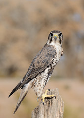 Kestrel