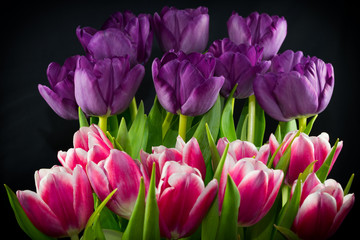 Fototapeta premium White Tipped Red and Purple Tiered Tulips