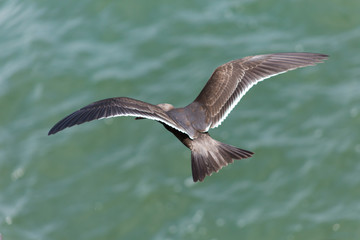 Sea birds