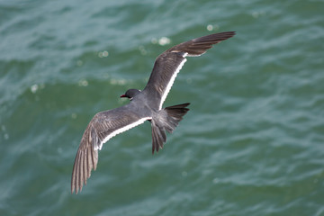 Sea birds