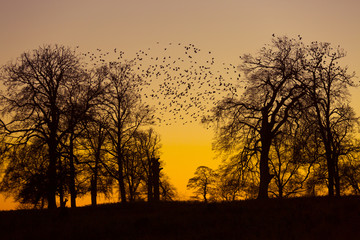 Jackdaws Corvus monedula going to roost and gathering before dark in beech trees