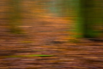 Forest abstract blurred background