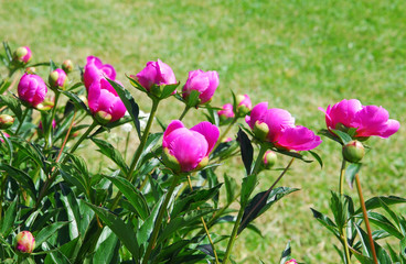 Hot pink peonies (Paeonia) in the country