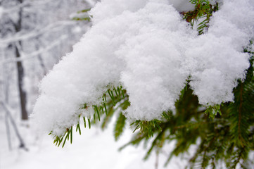 Branch of  pine tree in snow tree 