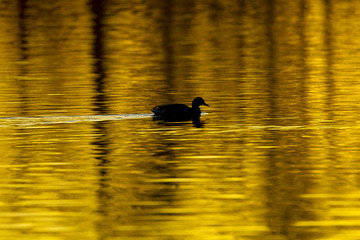 Mallard Anus platyrhyncha swimming through reflections of autumn oak trees