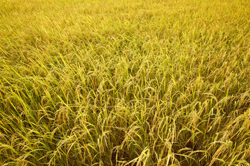 Rice field.