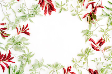 red and green leaves frame on white background. flat lay.