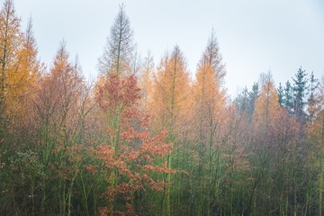 Close up of tree tops of larch and oak forest