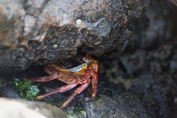Bright red crab