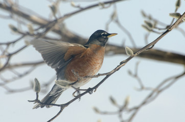 Robin red breast bird takes flight