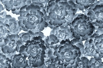 the Duckweed plants in closeup for backgrounds