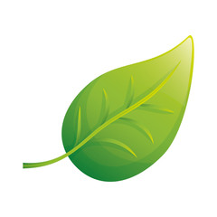 Isolated natural leaf icon vector illustration graphic design