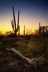 Sunset at Saguaro National Park, AZ, USA