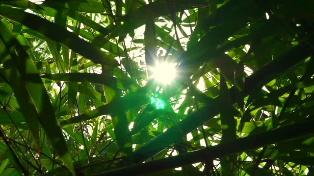 Tropical bamboo forest leaves and sunlight