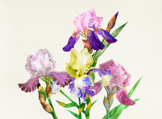 Colored irises. Watercolor flowers 