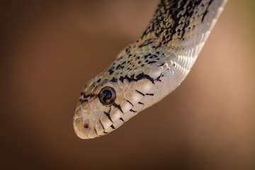 Snake, AZ, USA